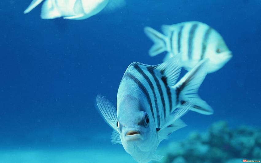Beauteous-Ikan, laut, kehidupan laut, bawah air, ikan Wallpaper HD