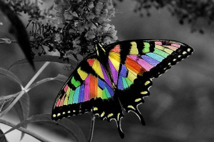 Motyl, motyle, kolory Tapeta HD