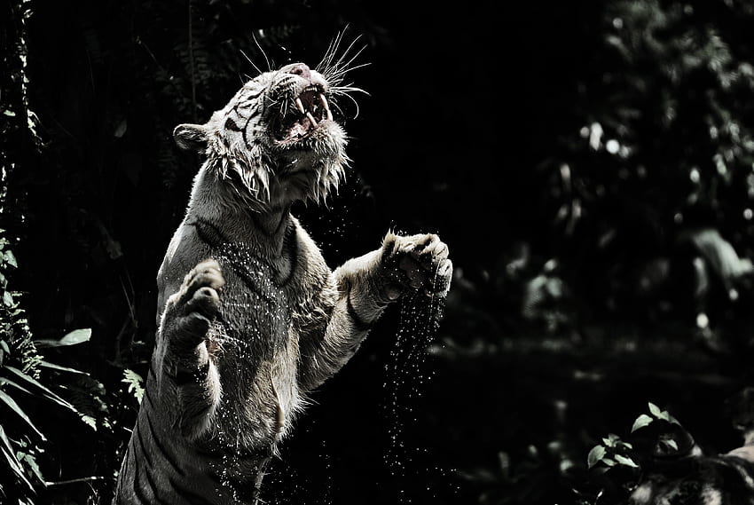 Animals, Grin, Spray, Predator, Big Cat, Tiger, White Tiger HD wallpaper