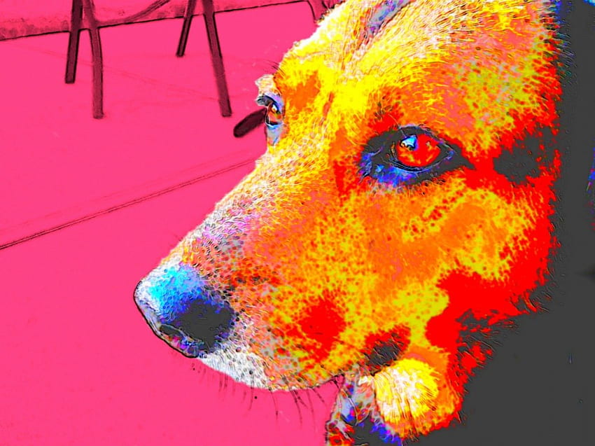suni(e) dog, dog, sunny, black, awesome, orange, pink, outdoors, brown, female HD wallpaper