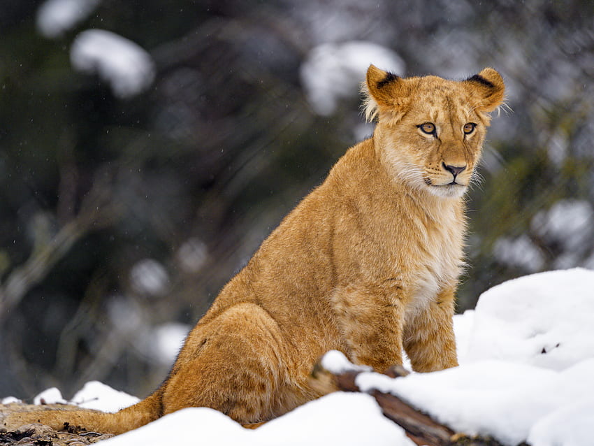 Animals, Snow, Lion, Big Cat, Wildlife, Animal, Lion Cub HD wallpaper