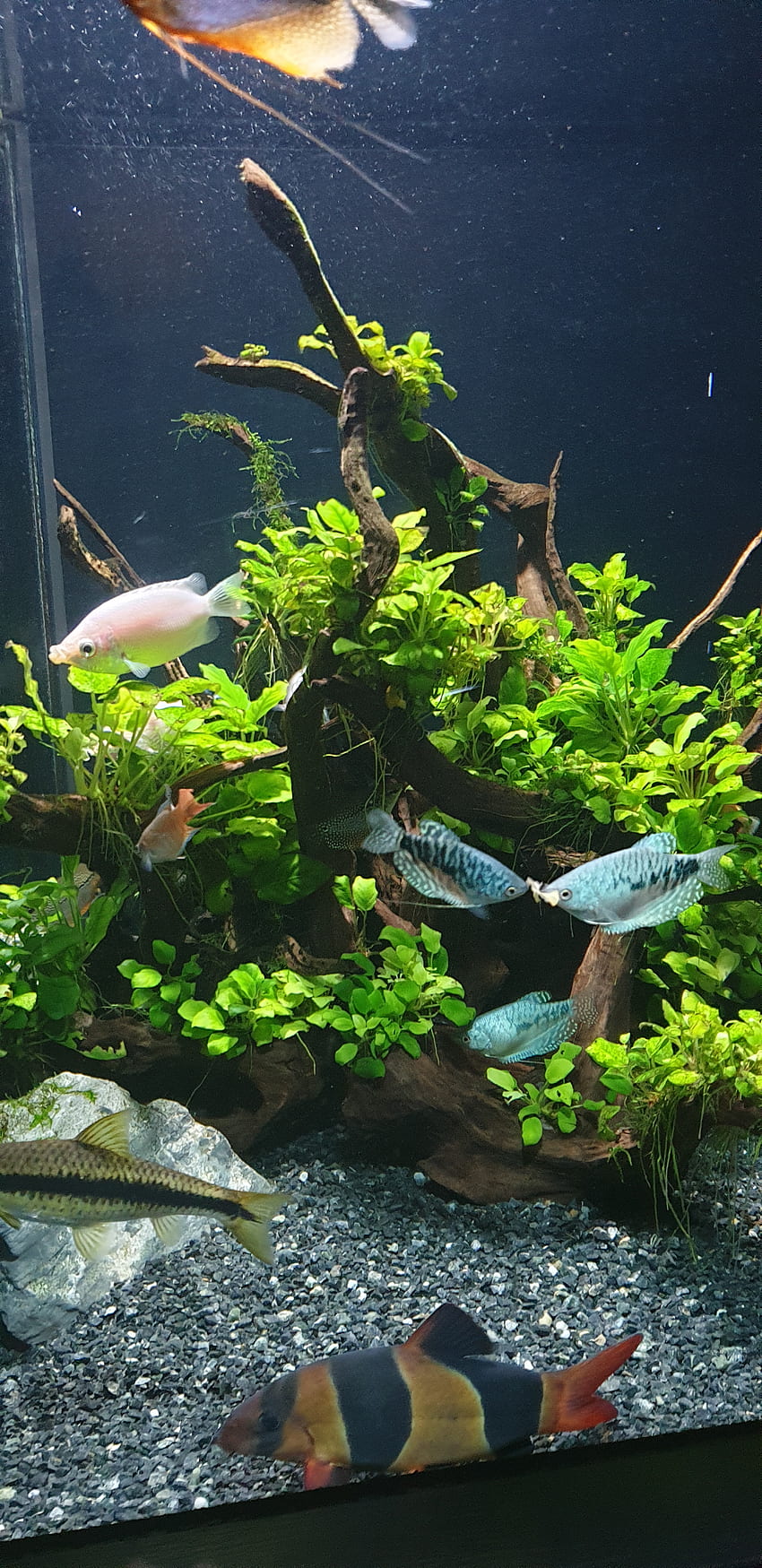 Aquarium, organism, nature HD phone wallpaper