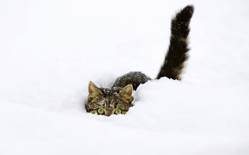 동물, 겨울, 고양이, 눈 HD 월페이퍼