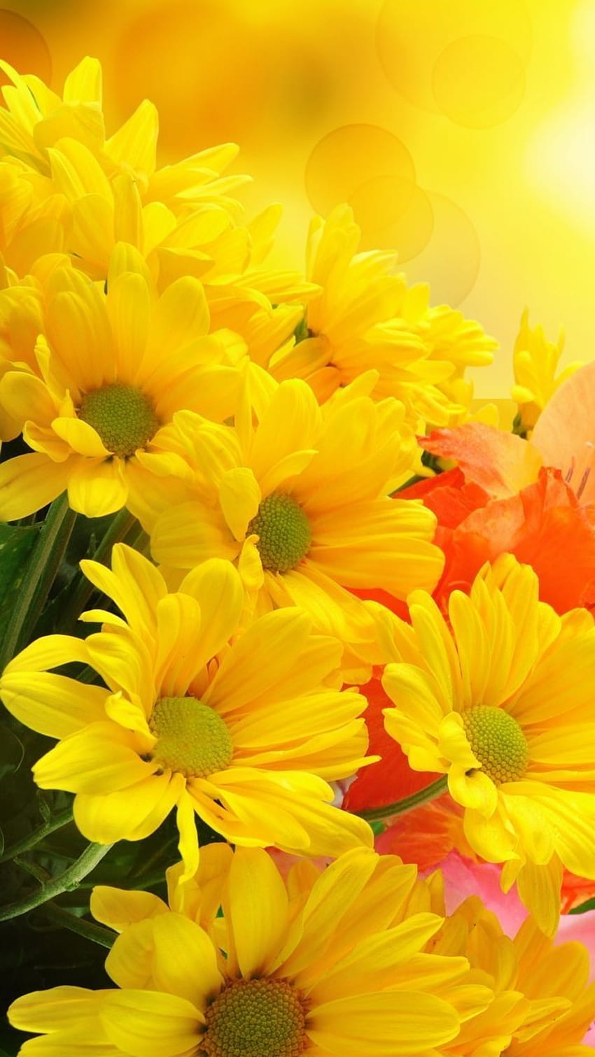 옐로우 플라워 폰탑 . 노란 꽃, 꽃, 노란 꽃, 노란 꽃 HD 전화 배경 화면