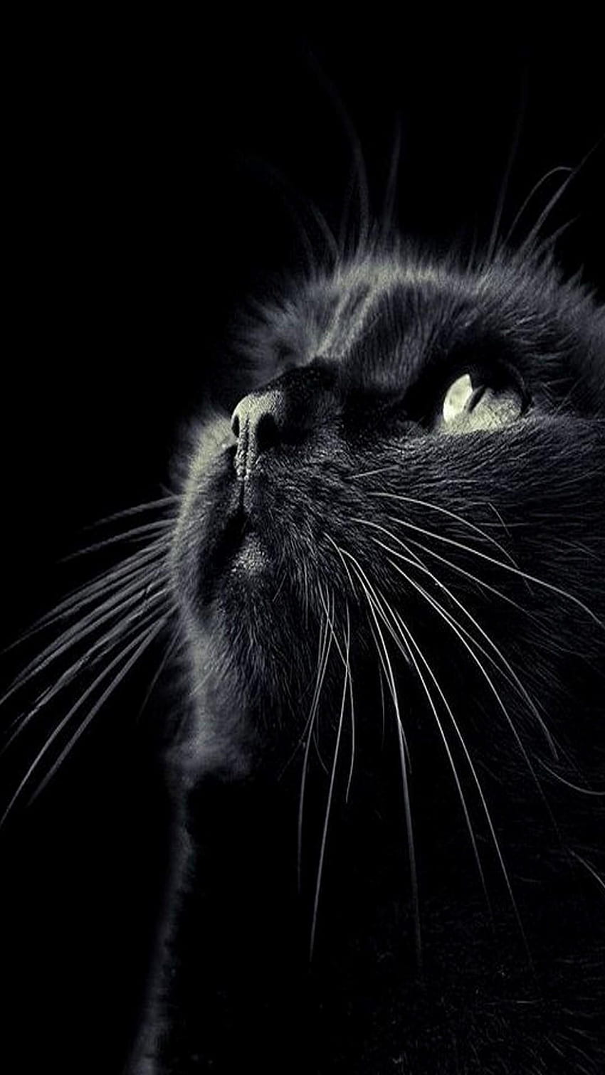 Black, Cat HD phone wallpaper