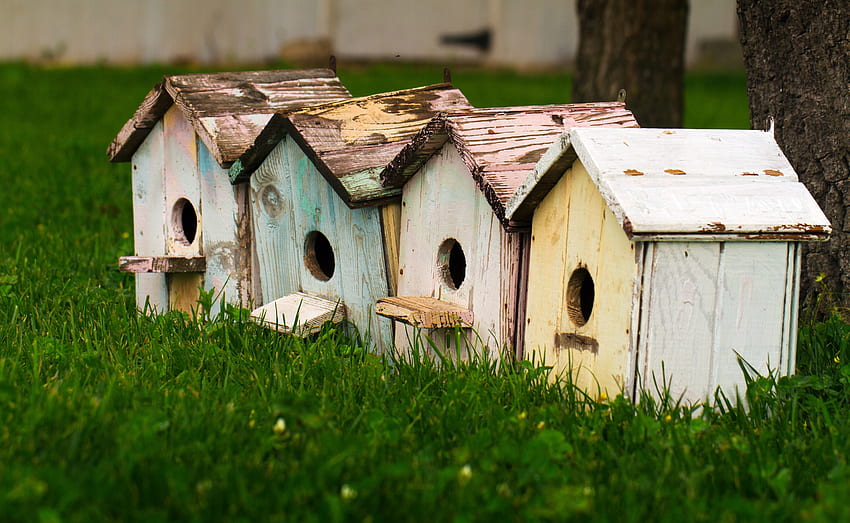 Birds, Houses, , , Small Houses, Birdhouses HD wallpaper