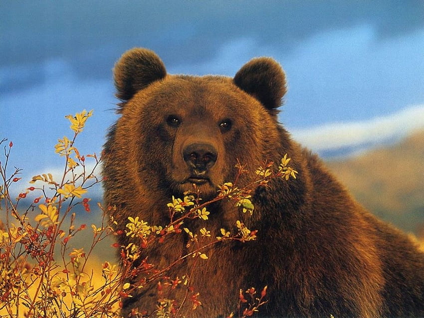 hungry bear, grass, sky, shrub, bear HD wallpaper