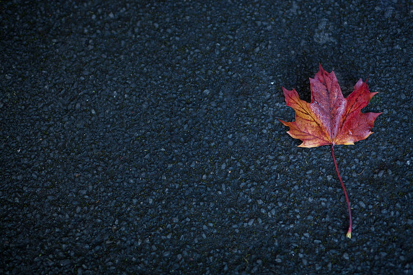 Nature, Autumn, Sheet, Leaf, Maple HD wallpaper