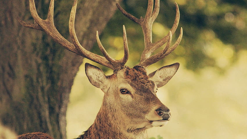 動物, 自然, 銃口, 鹿, 角 高画質の壁紙