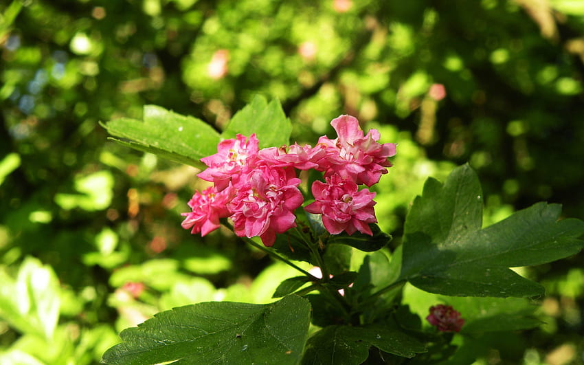 ดอกไม้ สีชมพู ซากุระ มาโคร ฤดูใบไม้ผลิ หล่อ สวย วอลล์เปเปอร์ HD