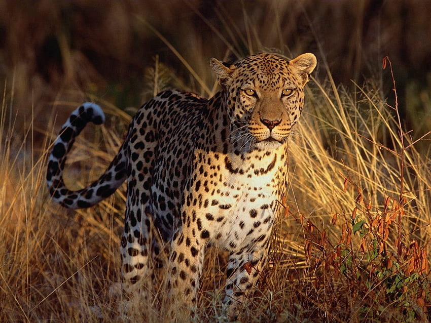 Animals, Leopard, Predator, Big Cat HD wallpaper