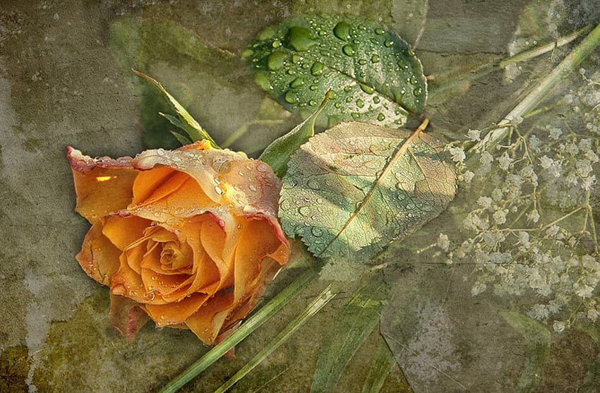 Rose, Blumen, Gelb, Blume HD-Hintergrundbild