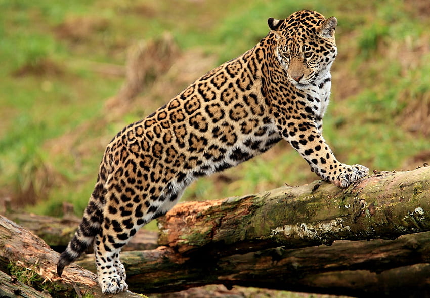 Hewan, Jaguar, Predator, Kucing Besar, Log Wallpaper HD
