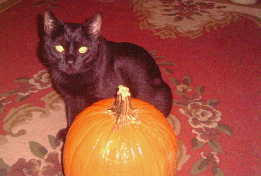 Happy Halloween, black cat, pumpkin, manx, orange HD wallpaper