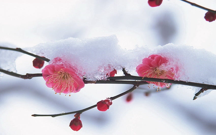 Winter, Pink, Snow, Flower, Plant, Macro HD wallpaper