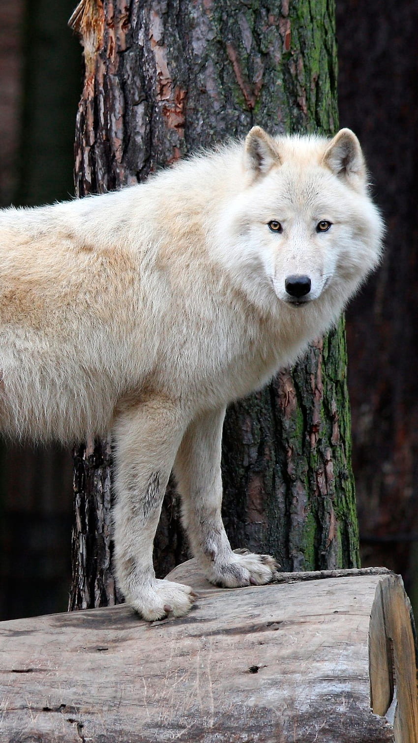 Animal Lobo predador (Animal) lobo branco lobo da vida selvagem (, Dire Wolf Papel de parede de celular HD