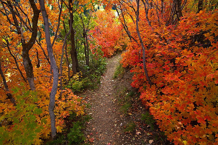 Autumn-R、素晴らしい、、色、散歩、美しさ、素敵、風景、季節、木々、秋、驚くべき、道、道、風景、r、美しい、木、公園、葉、きれい、クール、ビュー、自然、 素敵な森 高画質の壁紙