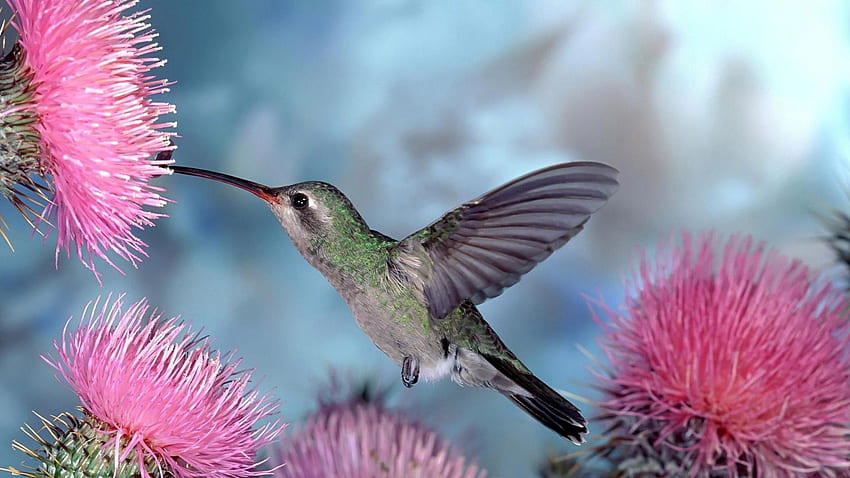 Hummingbird, Cute Hummingbird HD wallpaper
