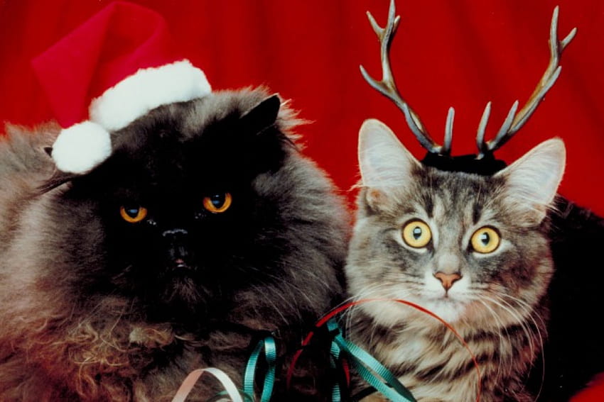 gatos de navidad, gatos, felino, sombrero, navidad fondo de pantalla