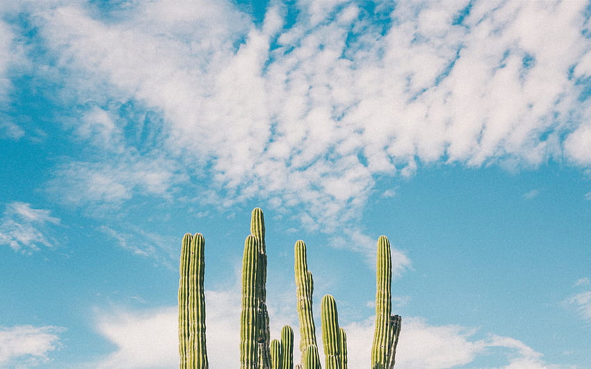 Baja California, Mexico MacBook Air , Mexico Cactus HD wallpaper