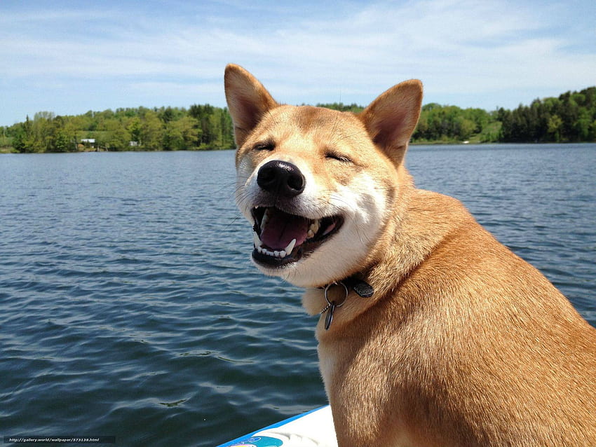 buoyancy, mood, smile, dog in the resolution HD wallpaper