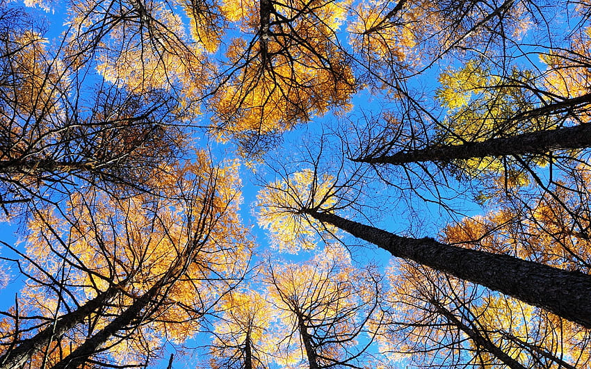 naturaleza, árboles, cielo, vista inferior fondo de pantalla