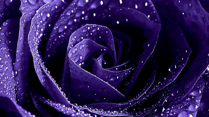Purple Rose Aesthetic, Minimalist Purple Flowers HD wallpaper