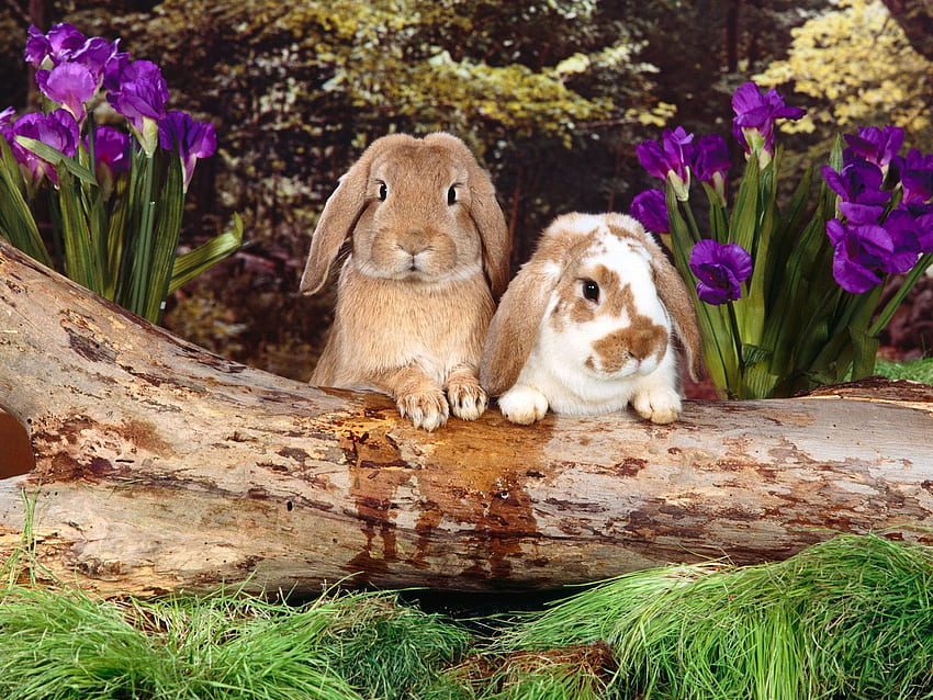 Animals, Rodents, Rabbits HD wallpaper