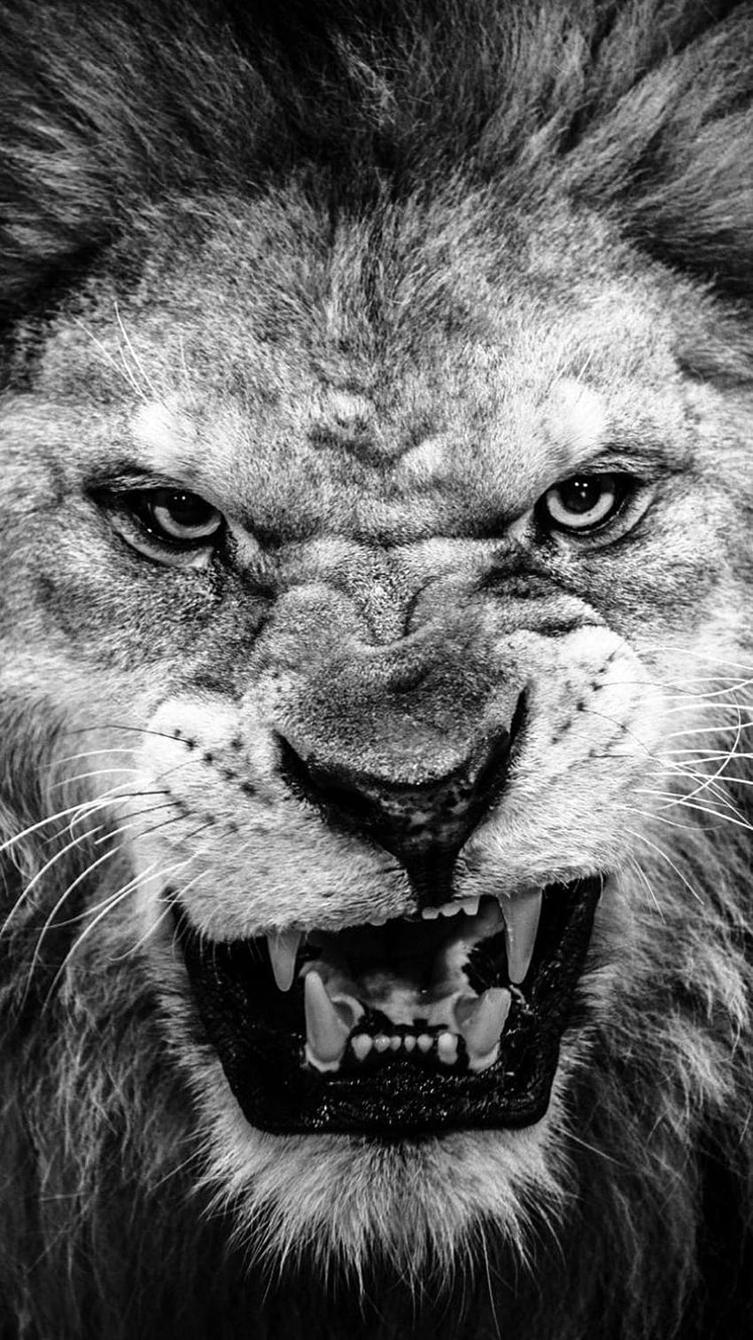 怖いライオン、怒っているライオンアート HD電話の壁紙