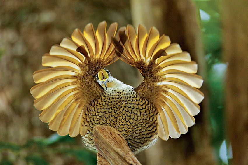 Hermosas aves del paraíso al aire libre fondo de pantalla | Pxfuel