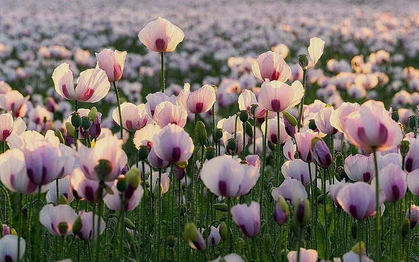 pink poppies, poppies, flowers, spring HD wallpaper