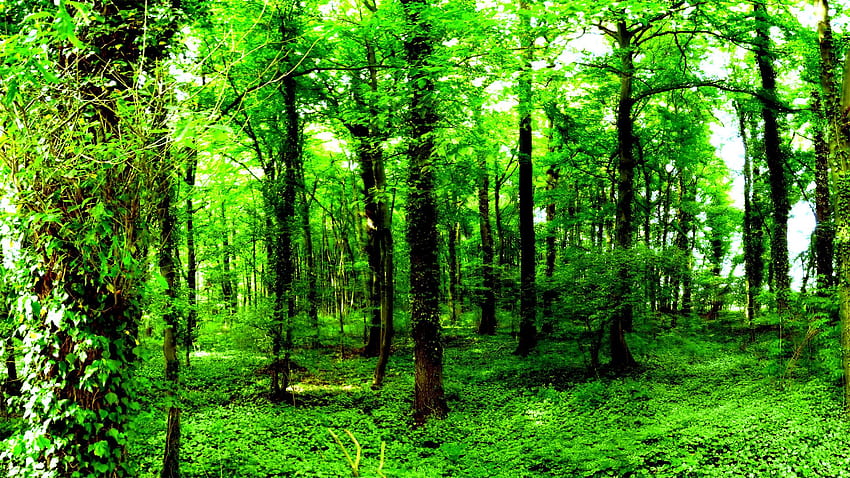 Papel de parede : Estúdio Ghibli, floresta, Fundo verde, Árvores
