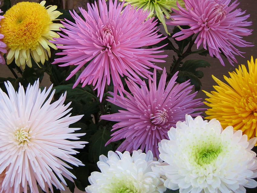 Fleurs, Chrysanthème, Lumineux, Bouquet Fond d'écran HD