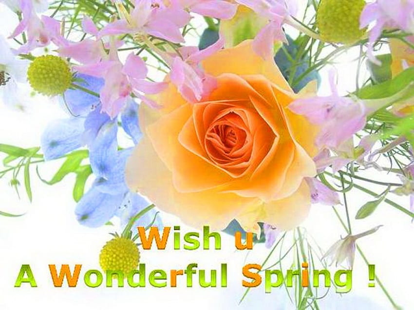 First day of Spring, rose, message, flowers, spring HD wallpaper