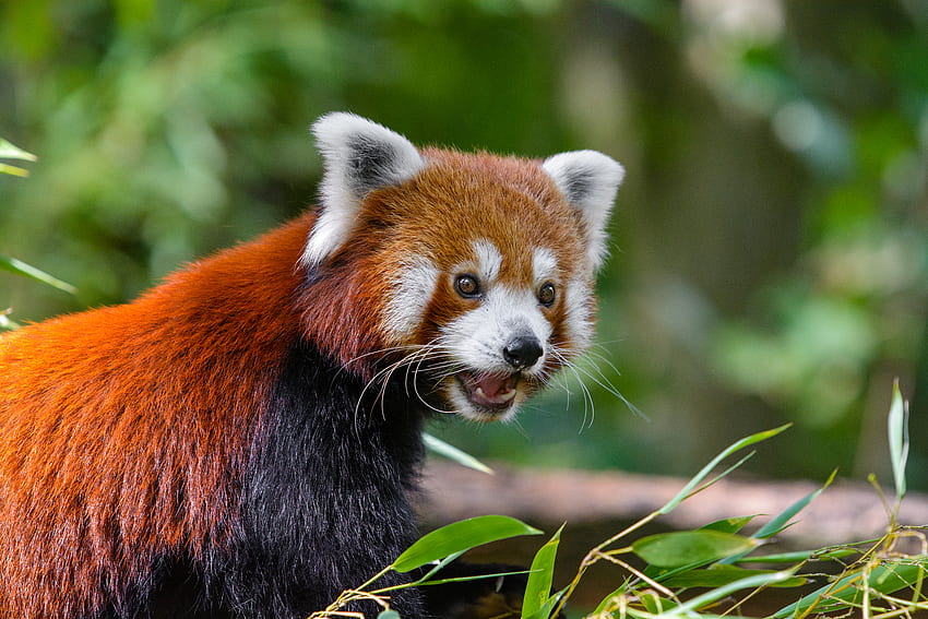 Zwierzęta, Panda, Zdumienie, Niespodzianka, Czerwona Panda, Mała Panda, Mała Panda, Ognista Panda Tapeta HD