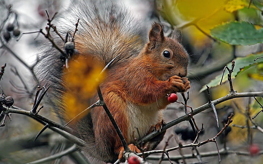 Tiere, Eichhörnchen, Essen, Ast, Beere HD-Hintergrundbild