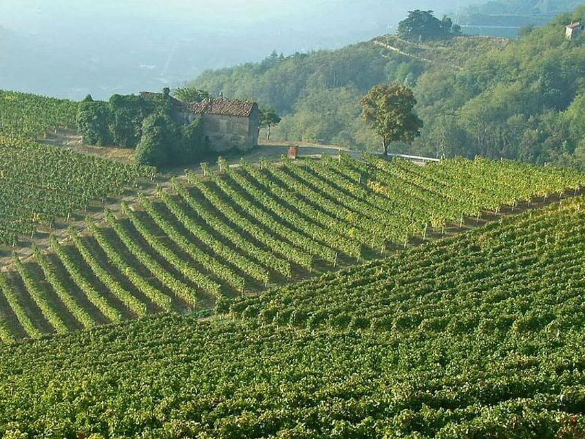 Vineyards in Piedmont, Italy, italy, sky, yard, vine HD wallpaper