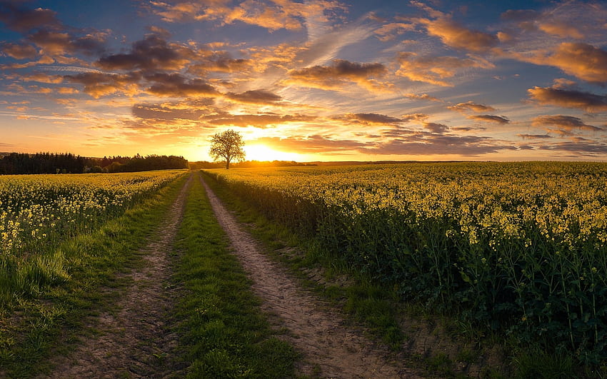 Spring Road at Sunset, path, field, clouds, road, spring, rapeseed, sunset HD wallpaper