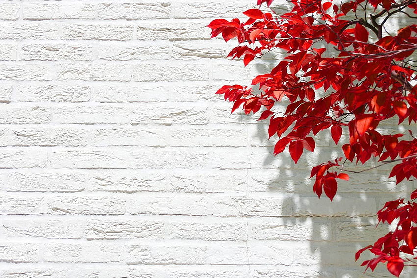 Order Red Leaves on White to create fantastic wall decor in your living space or browse thousands of other. Nature , , White, Red Leaf HD wallpaper