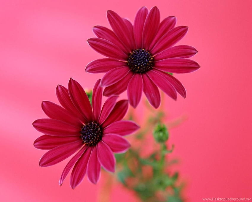 Gerbera Daisy Flower Pink Flower Background, Pink Gerbera Daisy HD wallpaper