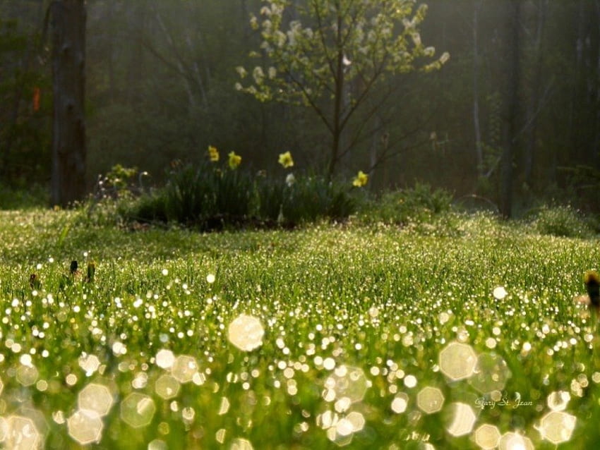 น้ำค้างยามเช้า ตอนเช้า แสงแดด หญ้า ต้นไม้ สวนสาธารณะ แสง สีเขียว ต้นไม้ น้ำค้าง ดวงอาทิตย์ วอลล์เปเปอร์ HD