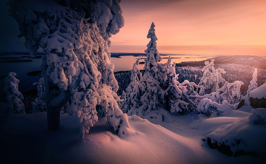 Finland, Koli National Park, Snow, Trees, Sunset Winter HD wallpaper