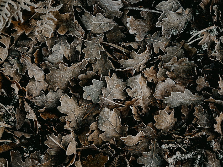 Leaves, Macro, Dry, Fallen HD wallpaper