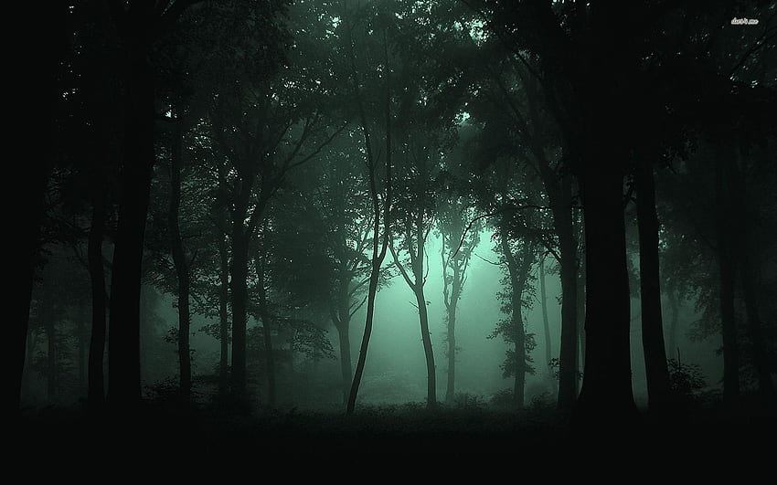 Night Forest, Forest at Night HD wallpaper