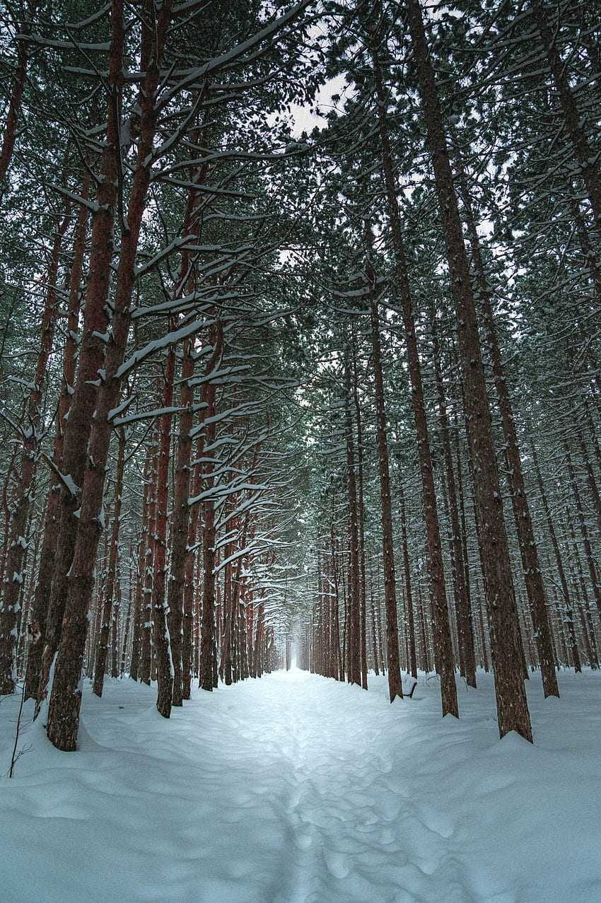 Winter, Nature, Trees, Snow, Forest, Path, Trail HD phone wallpaper