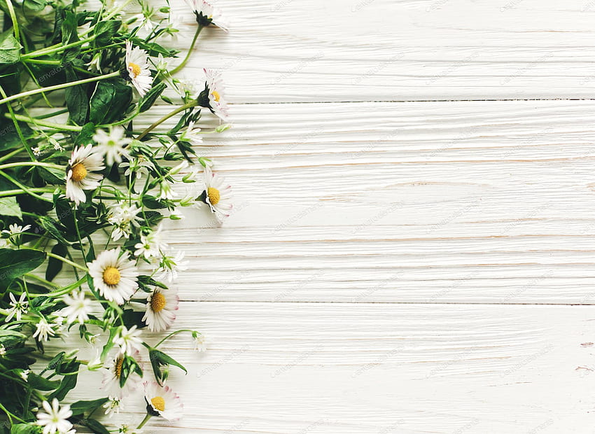 красиви цветя на маргаритки върху селски бял дървен фон изглед отгоре от Sonyachny на Envato Elements HD тапет