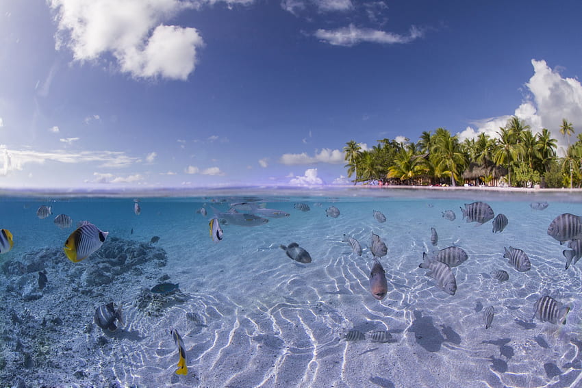 Insel, Meer, Fische, Inselchen, Kokosnüsse, auf dem Meeresboden, Fische, Meeresboden HD-Hintergrundbild