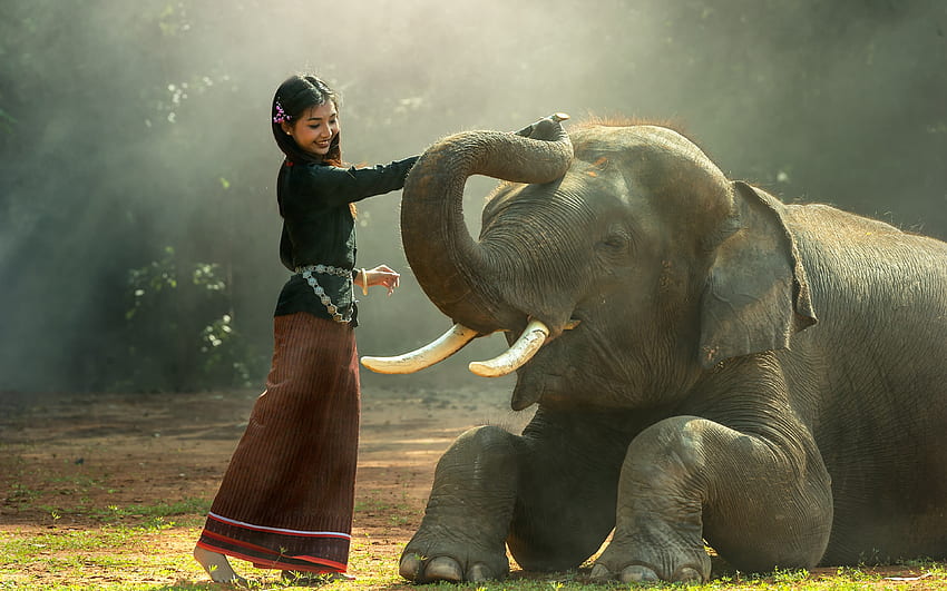 코끼리 갈색 머리 소녀 여자 아시아 잔디 동물 HD 월페이퍼