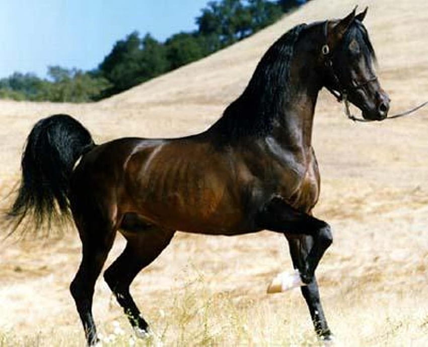 Ogier, koń, zwierzęta, cavalo Tapeta HD