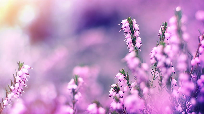 Цвете Нанесете просперираща благоприличие Страхотен пейзаж, лилав пейзаж HD тапет